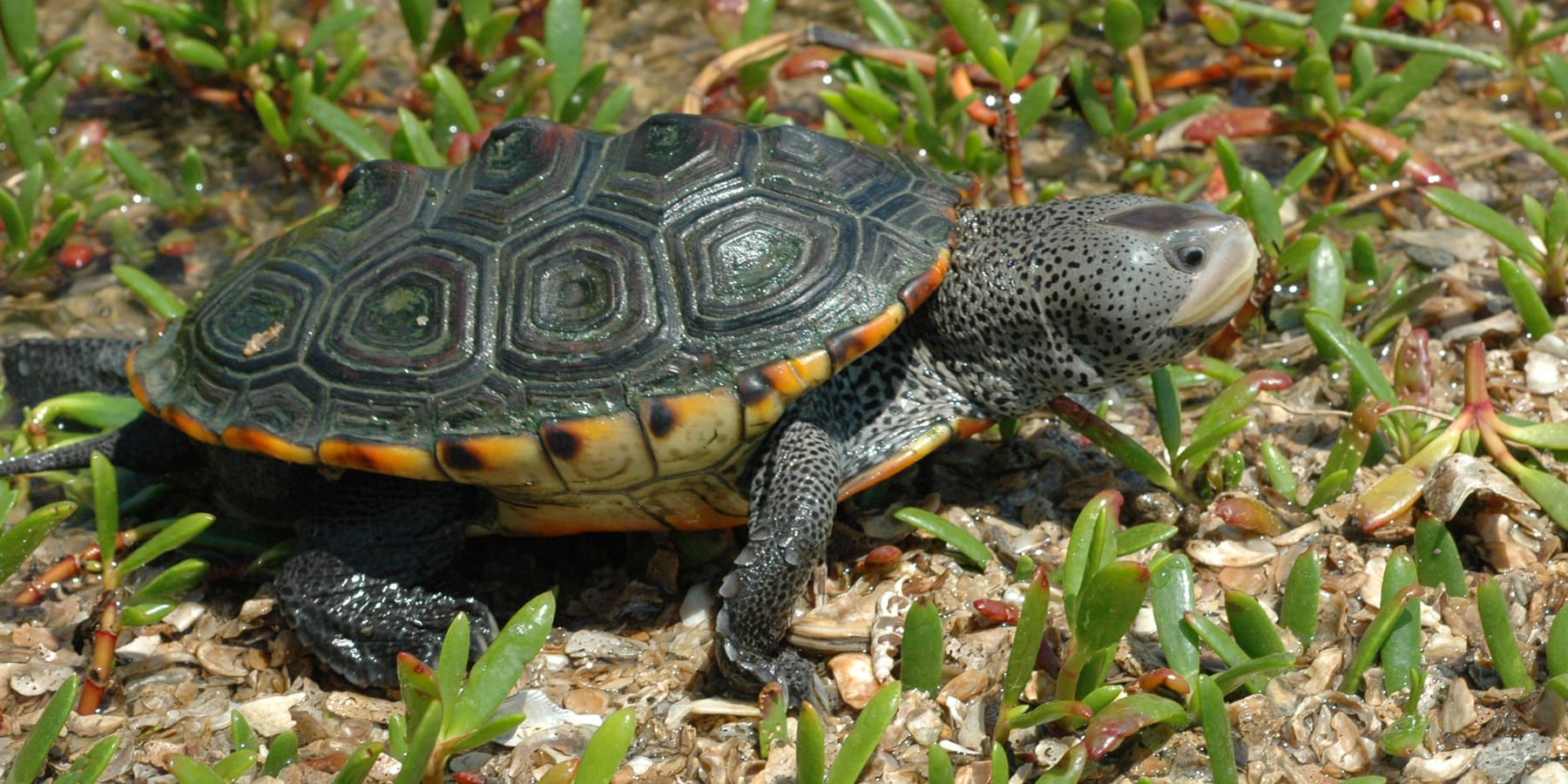 Diamondback Terrapin