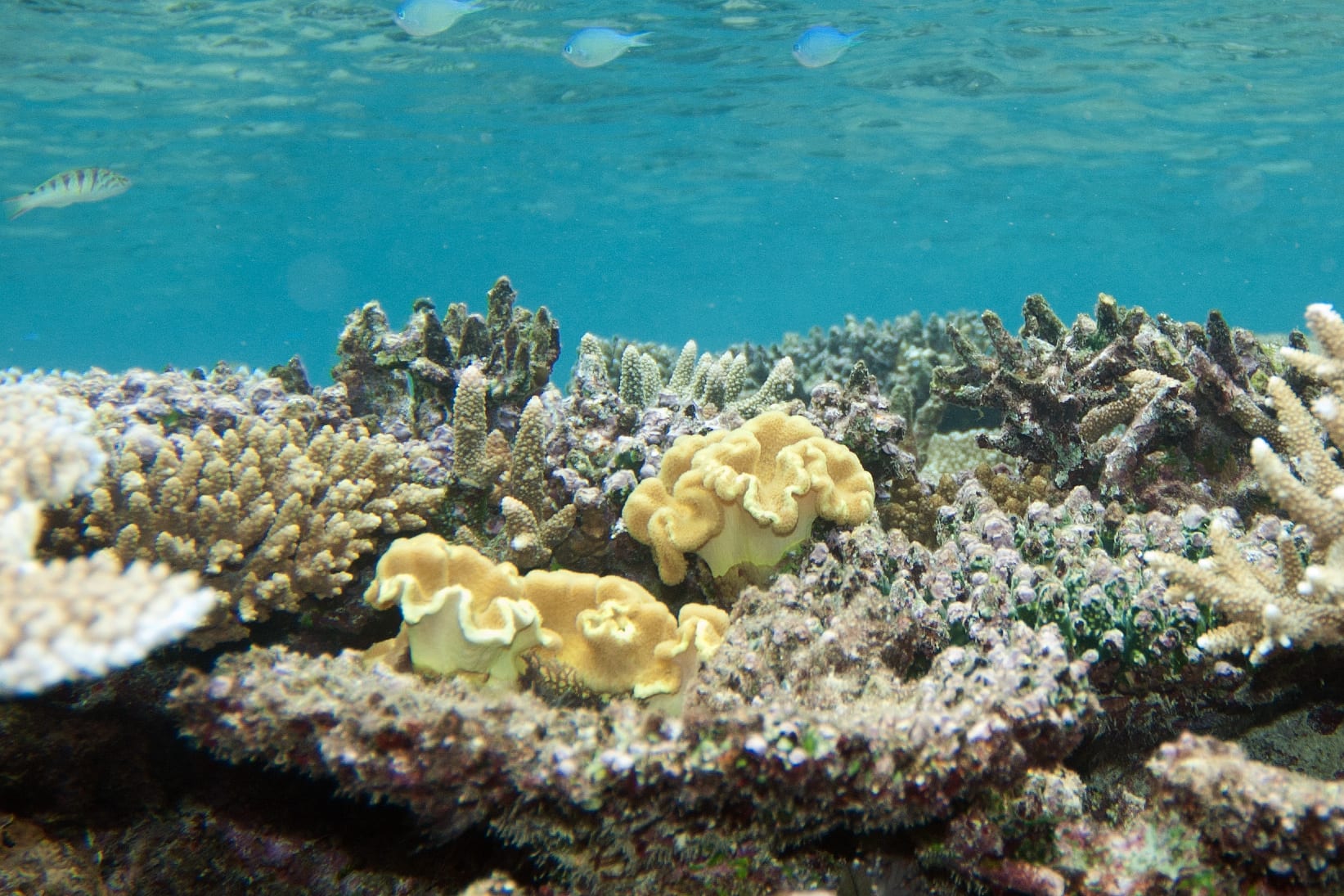 Yellow Leather Coral (Sarcophyton Elegans)