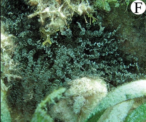 Curlycue Anemone