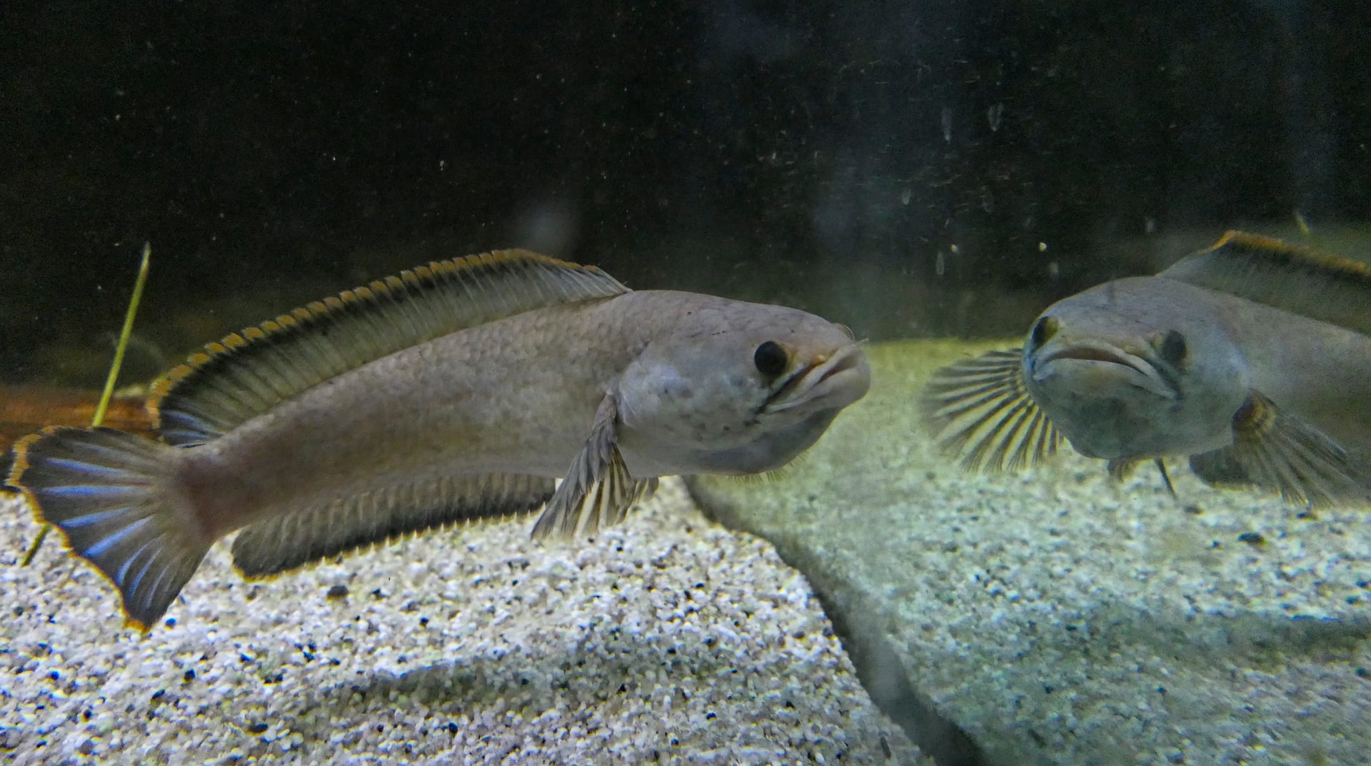 侏儒鲶嘴魚