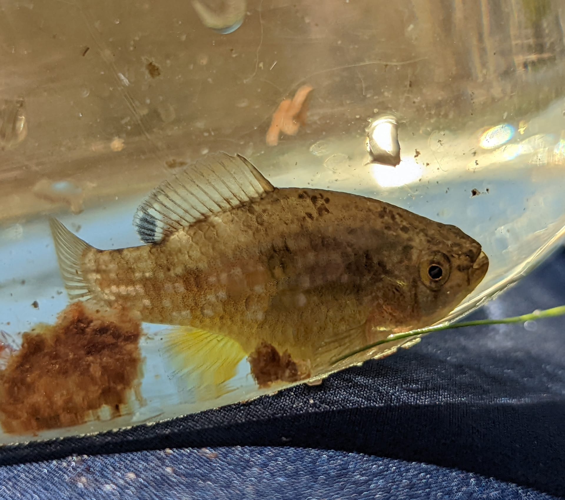 American Flagfish