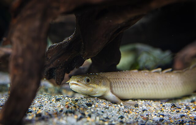 熱帯魚