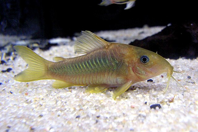 熱帯魚