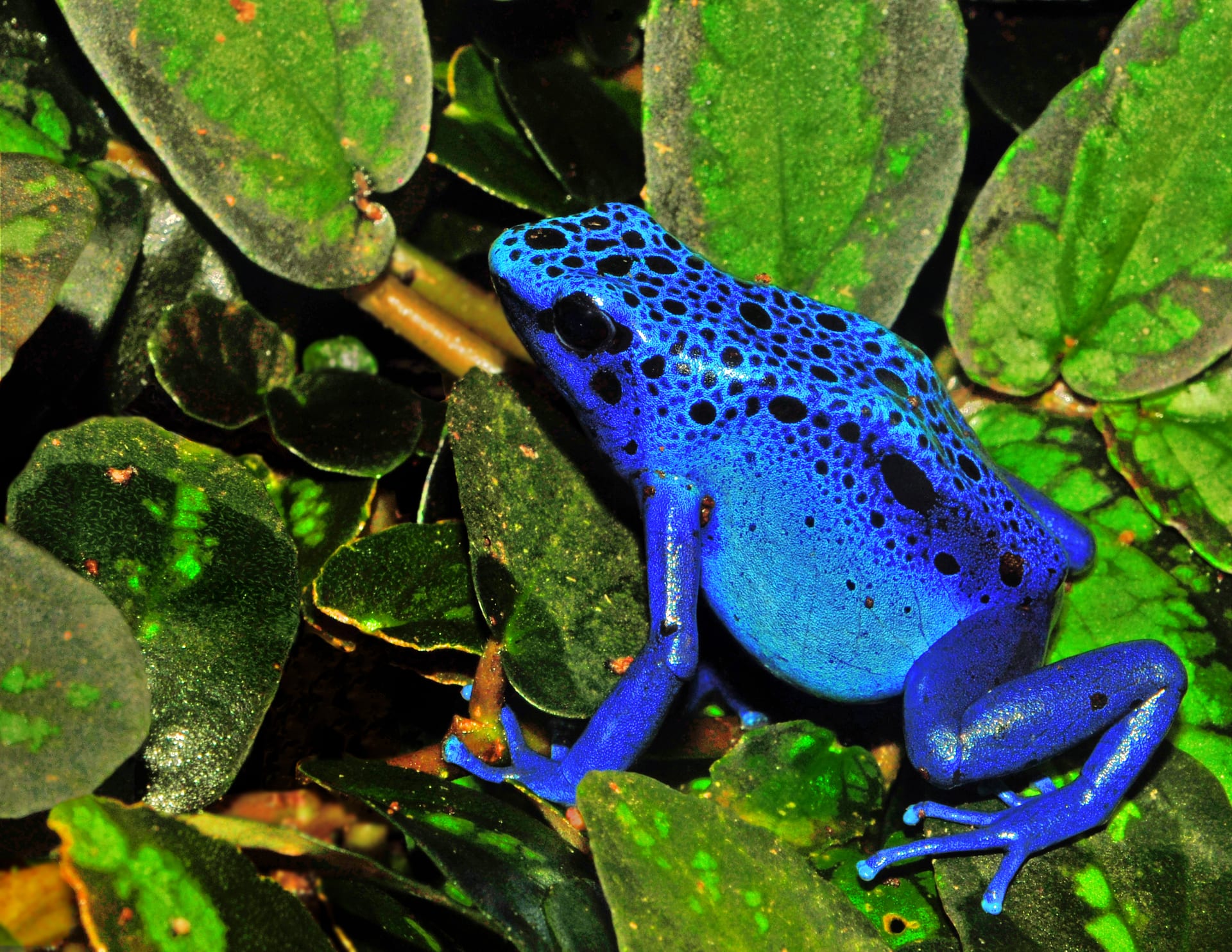 Dyeing Poison Frog