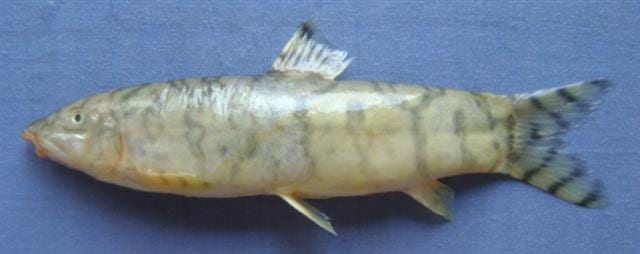 Reticulate Loach