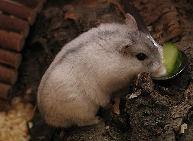 パールホワイトハムスター