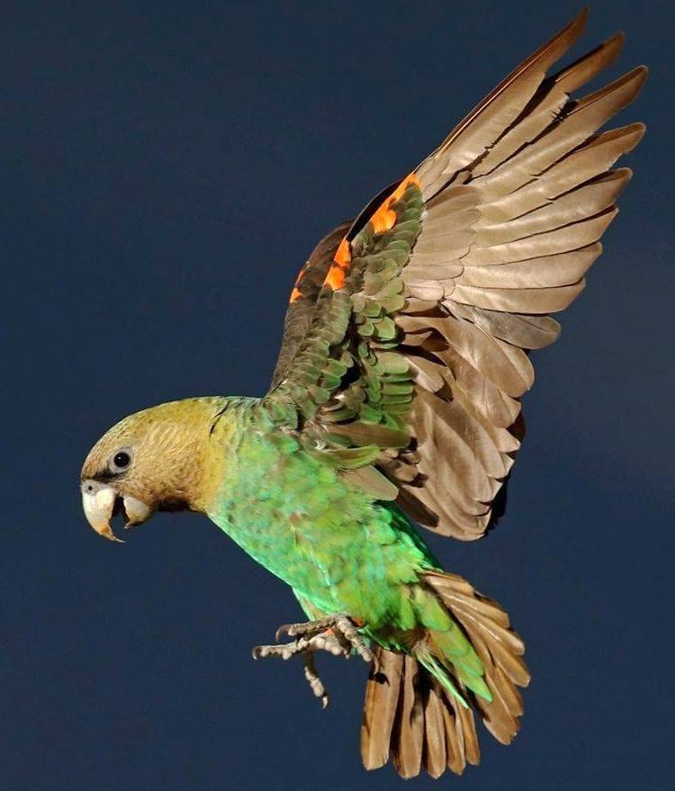 オオハネナガインコ