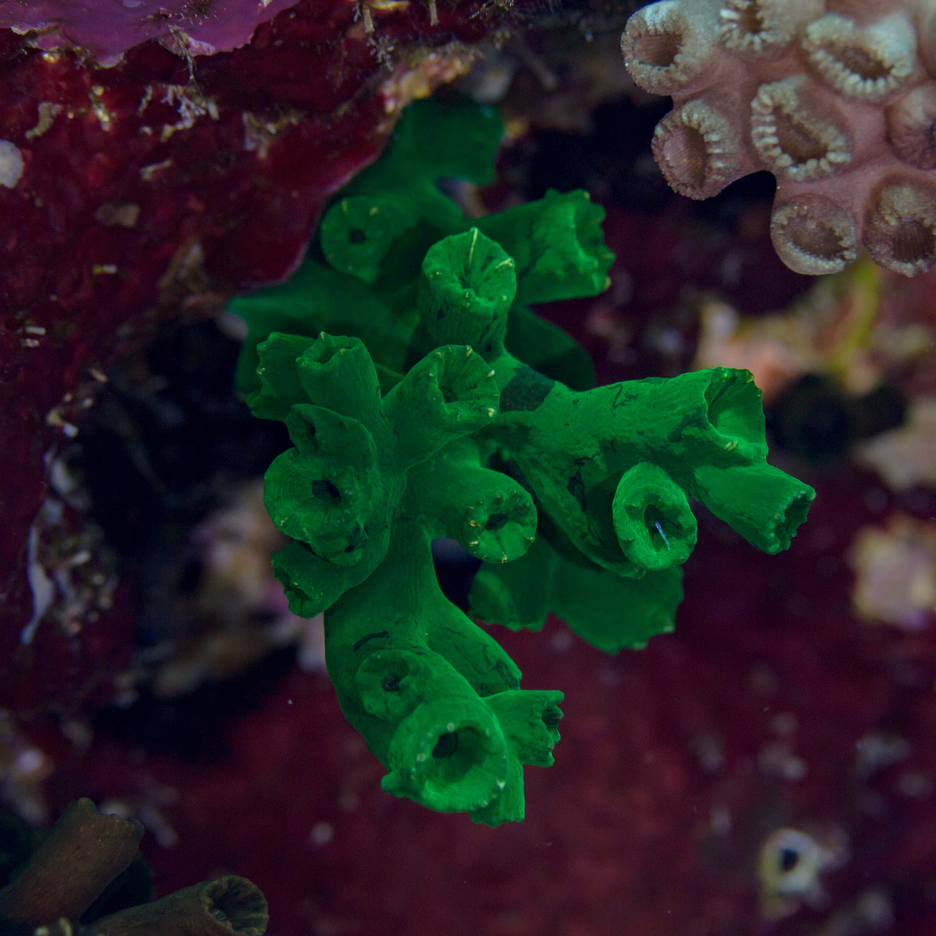 Black Sun Coral
