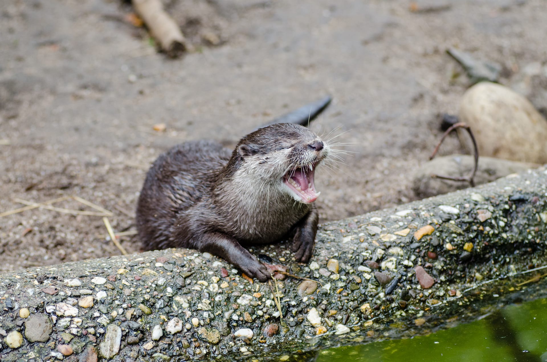 Asian Small-clawed Otter