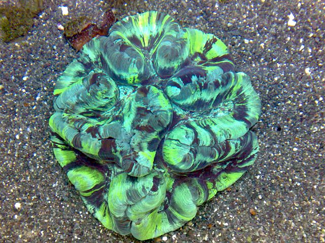 Brain Coral