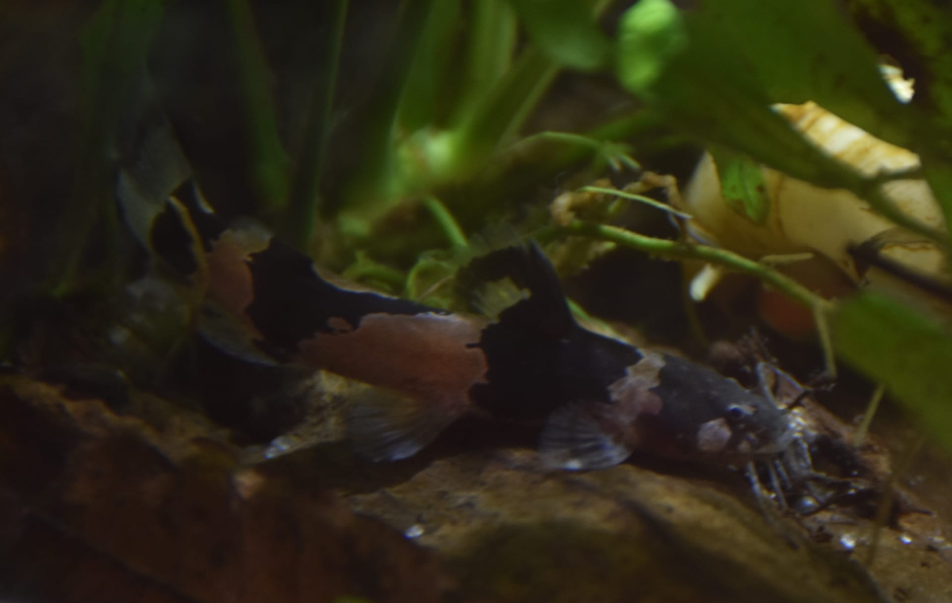 迷你蜜蜂鯰（Microglanis iheringi）