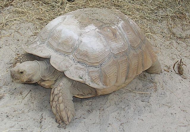 Sulcata Tortoise