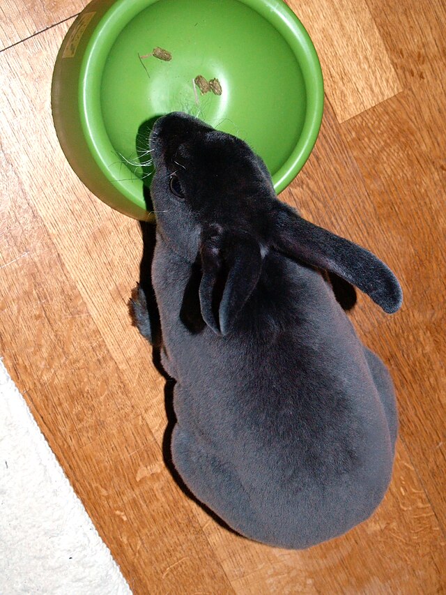ミニレッキス