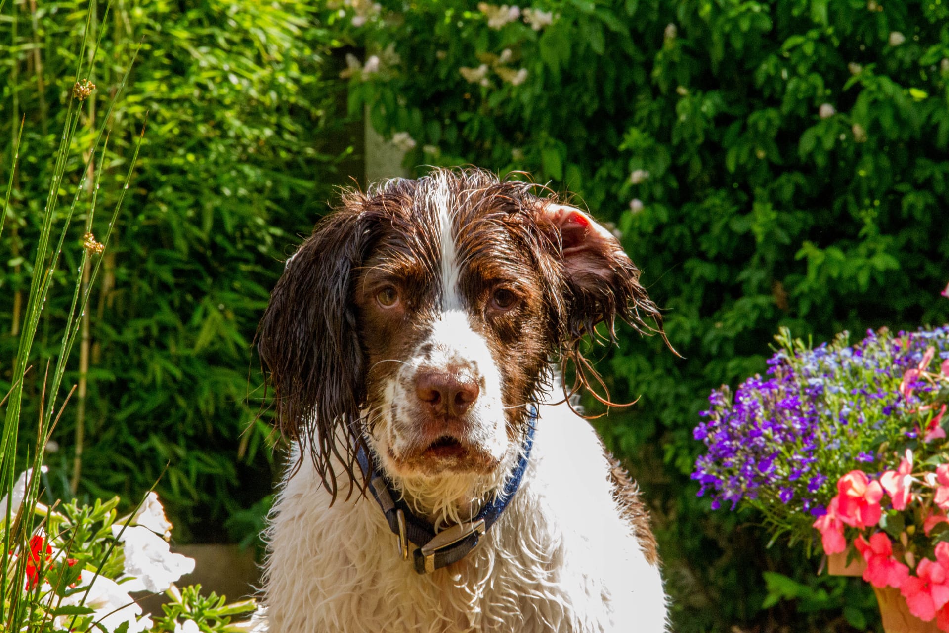 英國史賓格獵犬