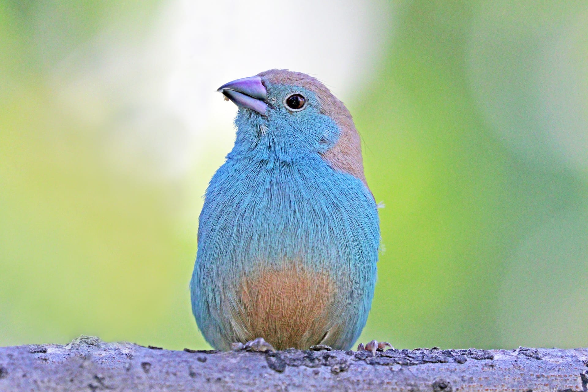フナシセイキチョウ