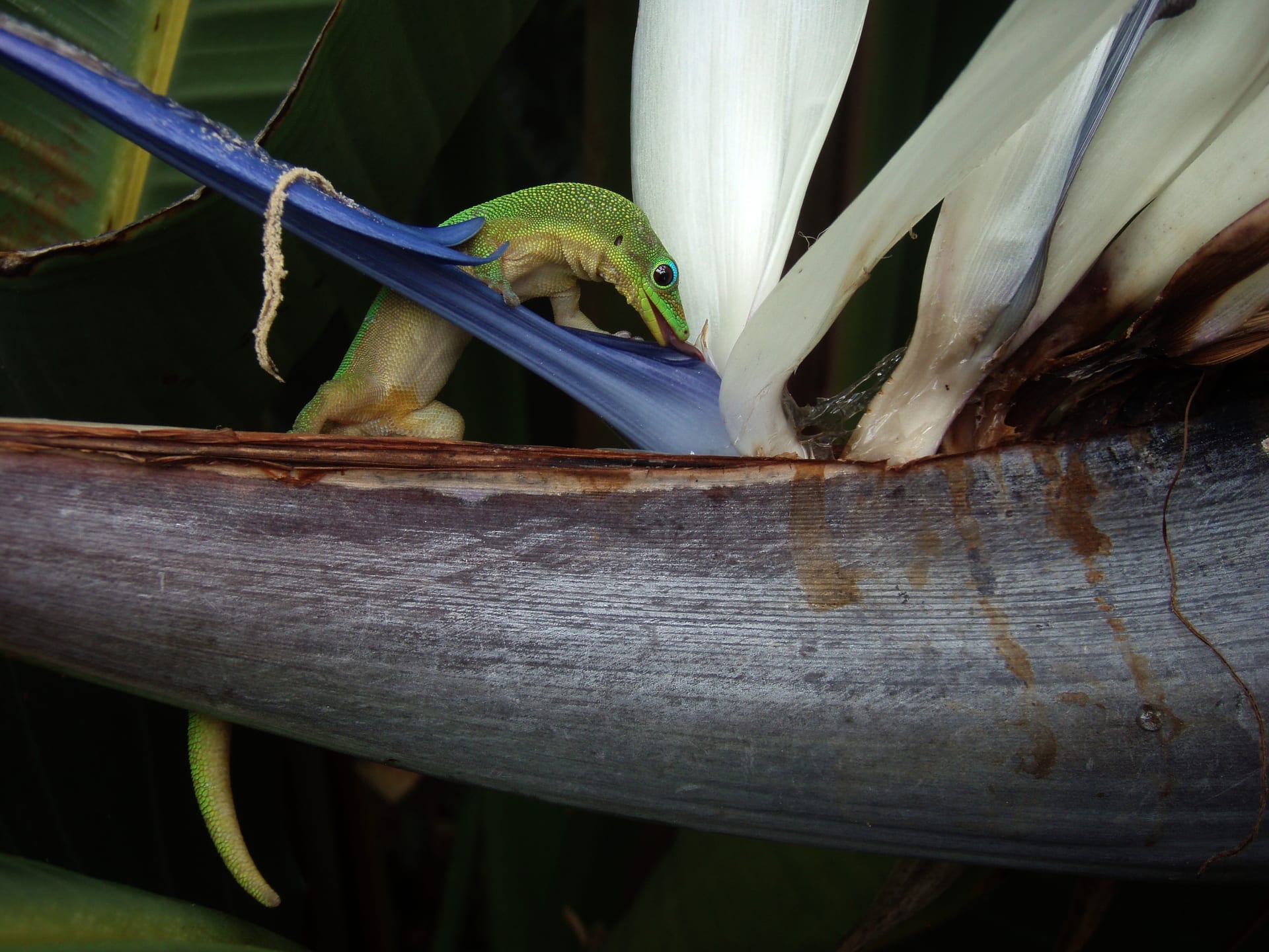 Gold Dust Day Gecko