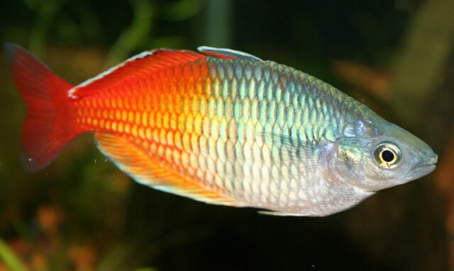 Tropical Fish