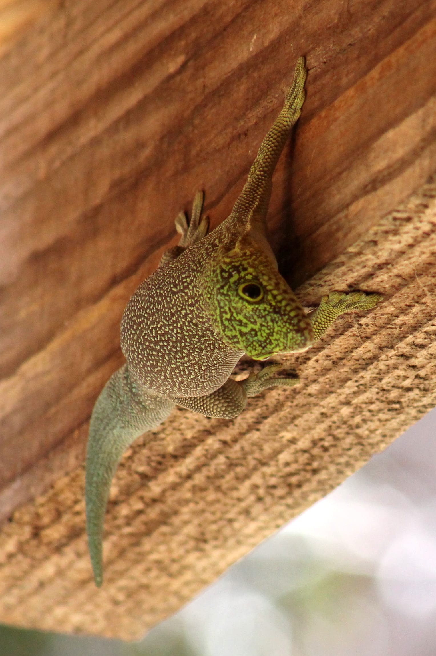 Standing's Day Gecko