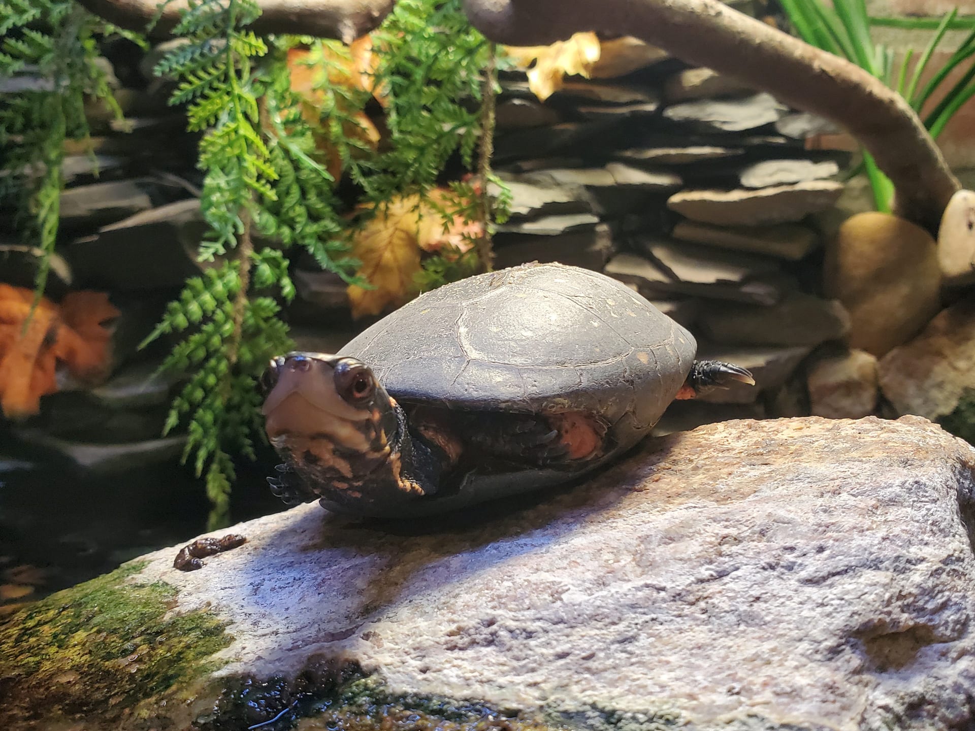 Spotted Turtle