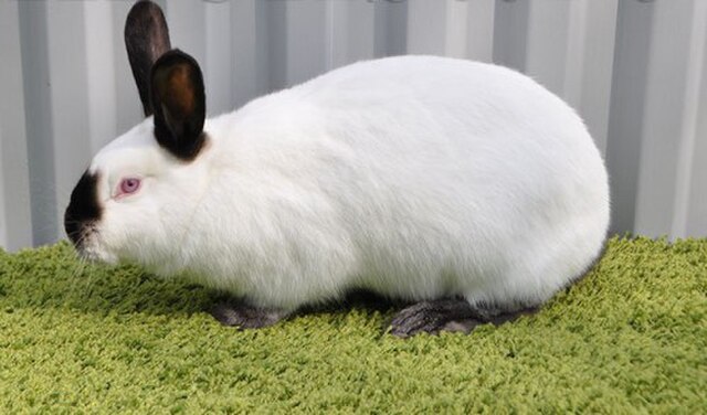 Californian Rabbit Care Beginner's Guide | Cage, Diet, and Coat Care
