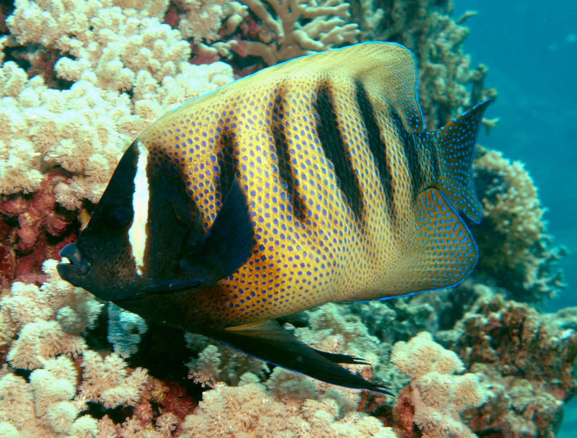 六帶蓋刺魚