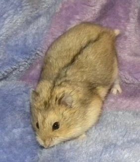 Campbell's Dwarf Hamster Complete Care Guide | Personality, Color Morphs, Diabetes Risk, and Longevity Tips