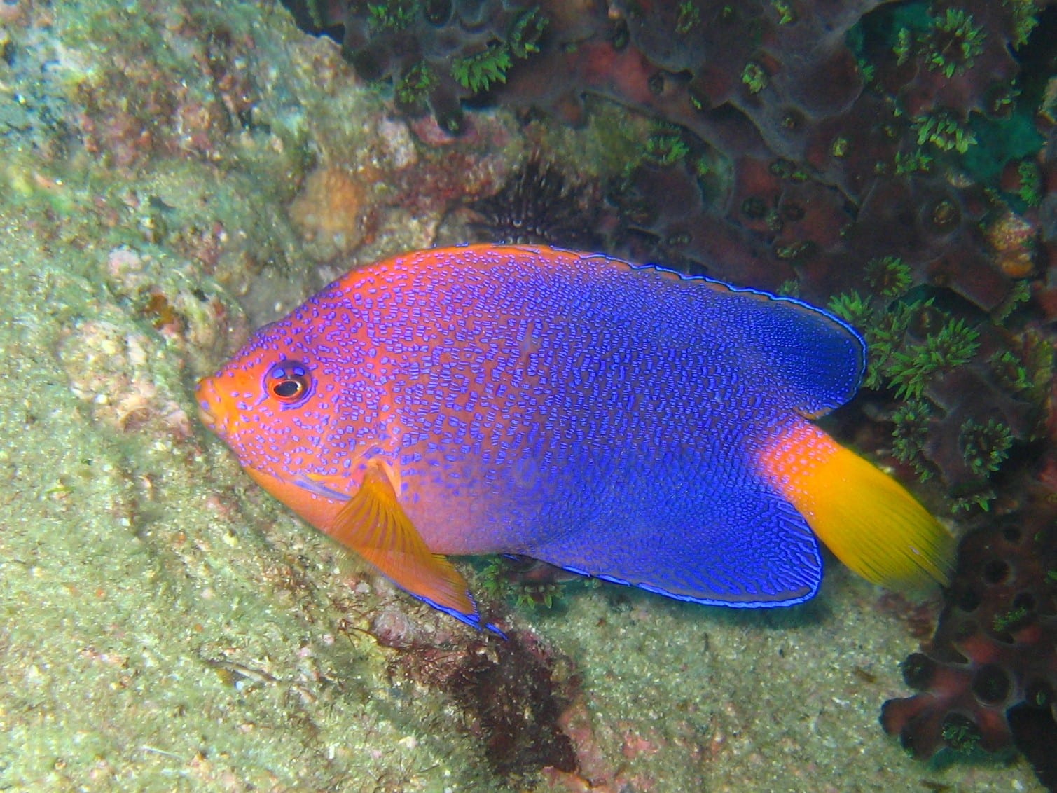 Japanese pygmy angelfish