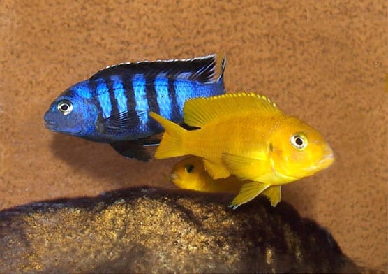 Saulosi Cichlid