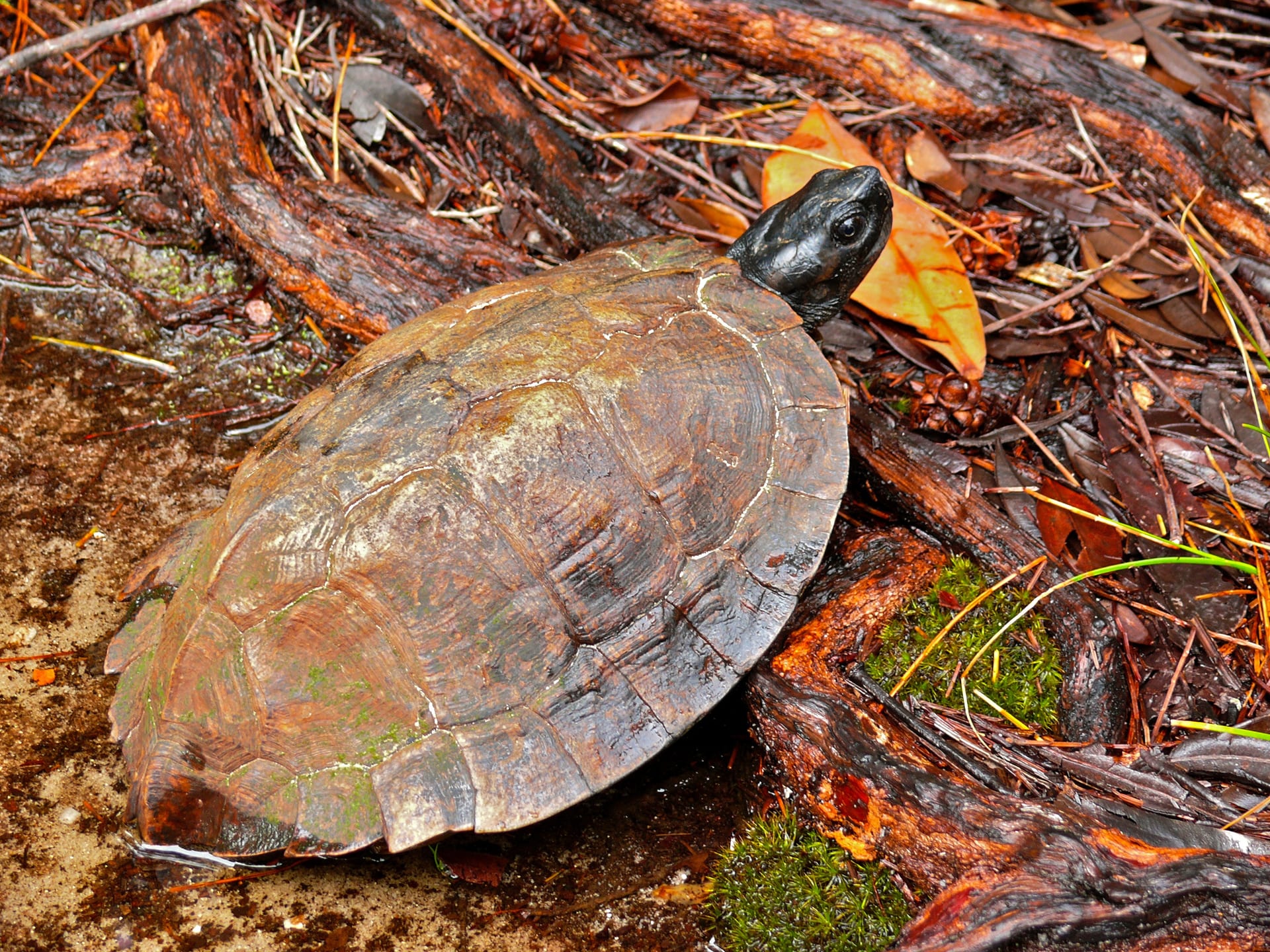 Asian Leaf Turtle
