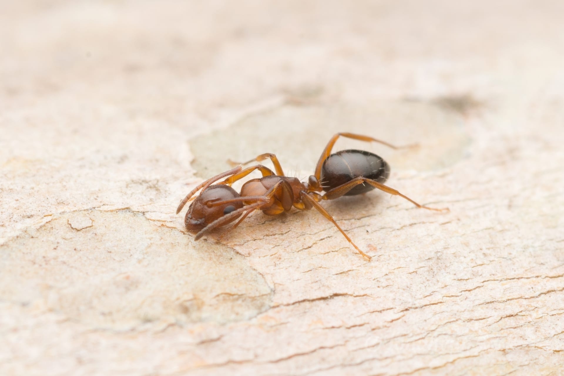 梅松大蟻（Camponotus vitiosus）