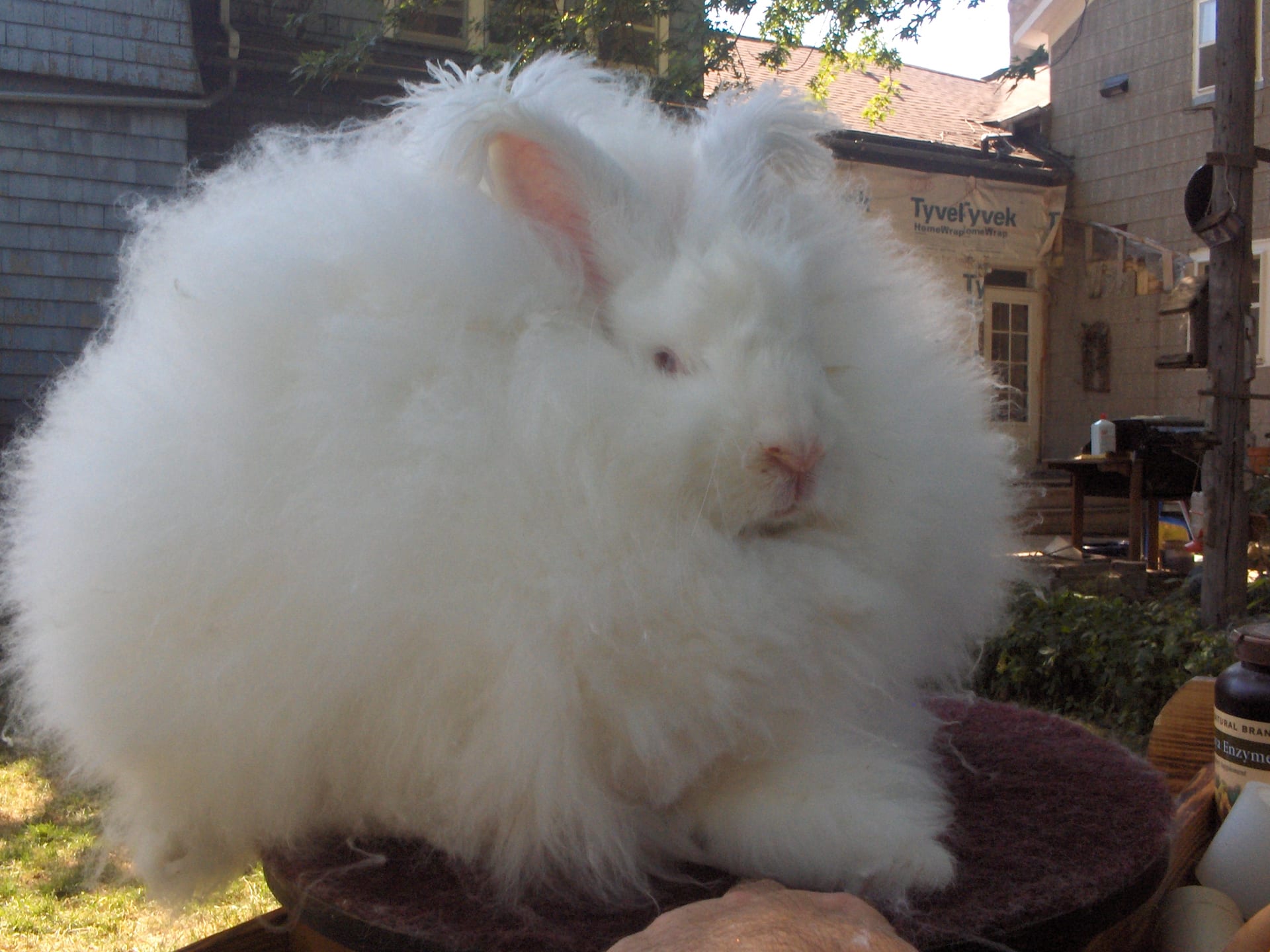 ジャイアントアンゴラ (Oryctolagus cuniculus)