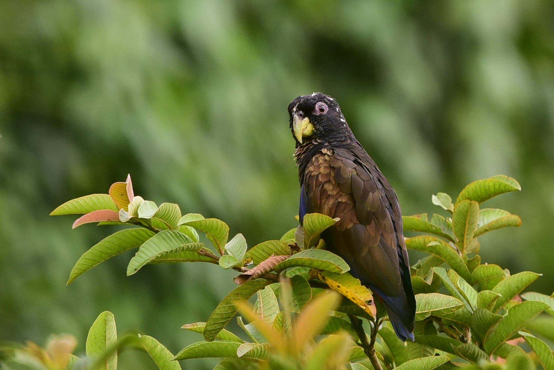 ドウバネインコ