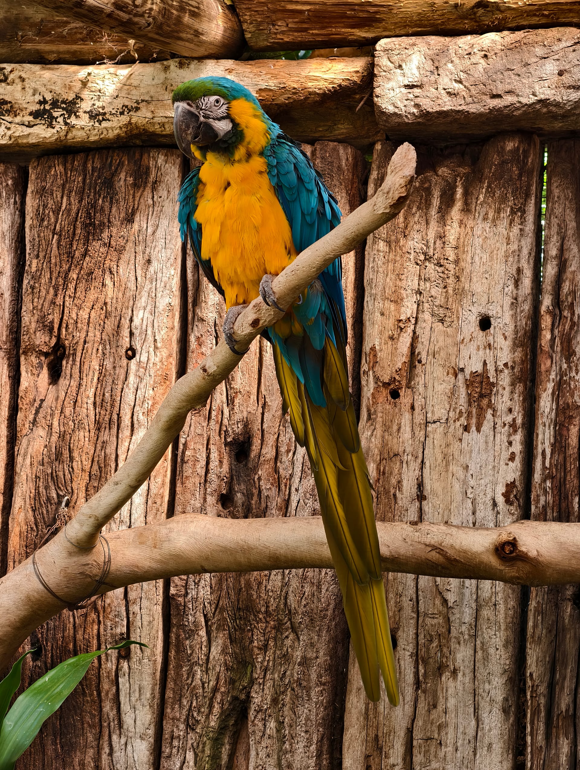 ルリコンゴウインコ