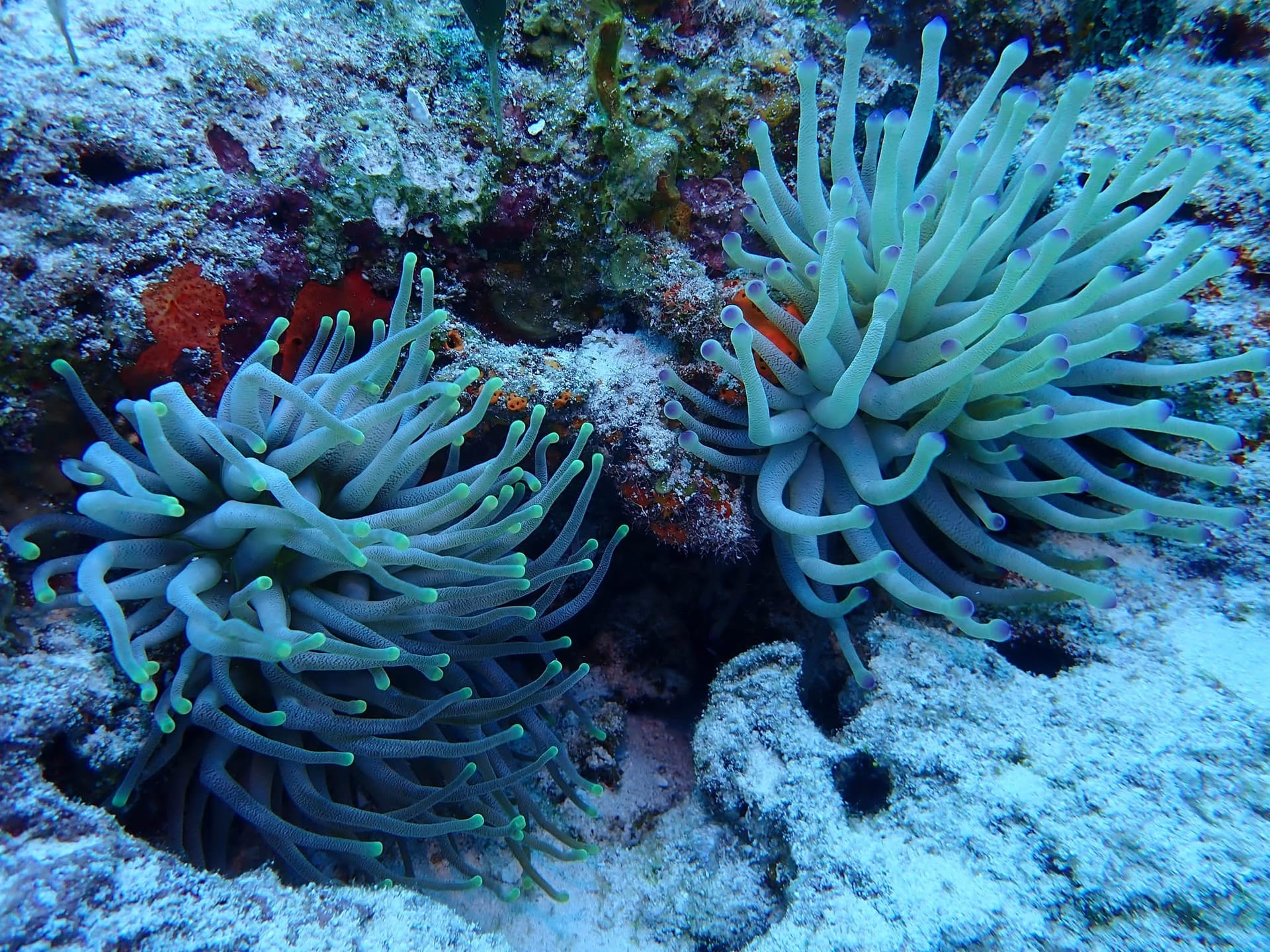 Condylactis Anemone
