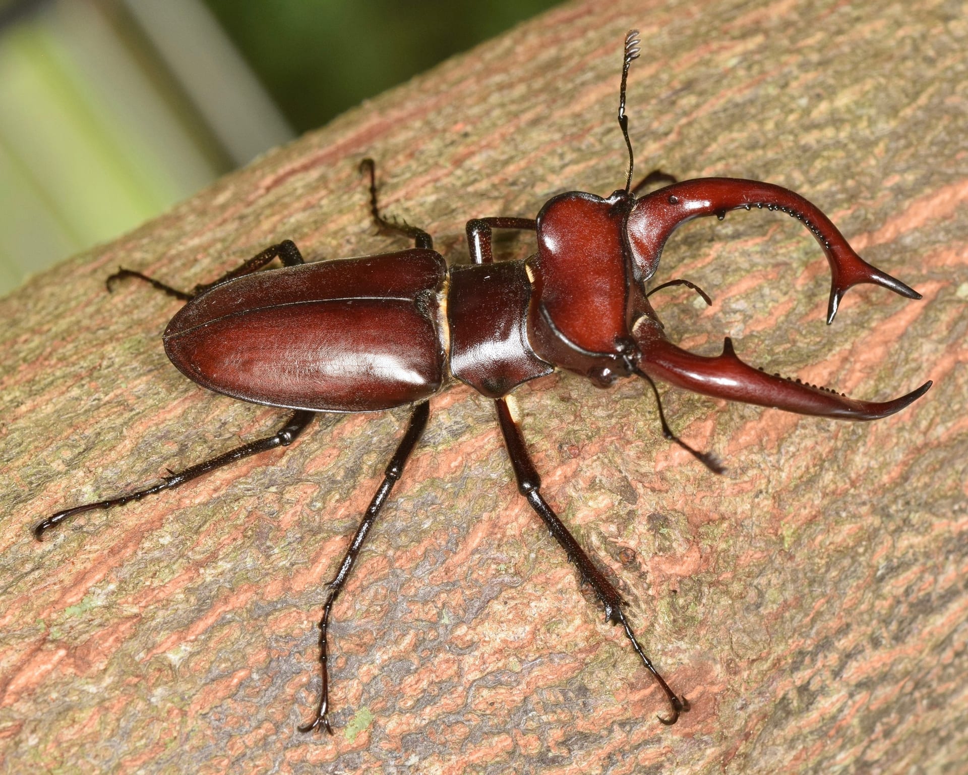 American Stag Beetle