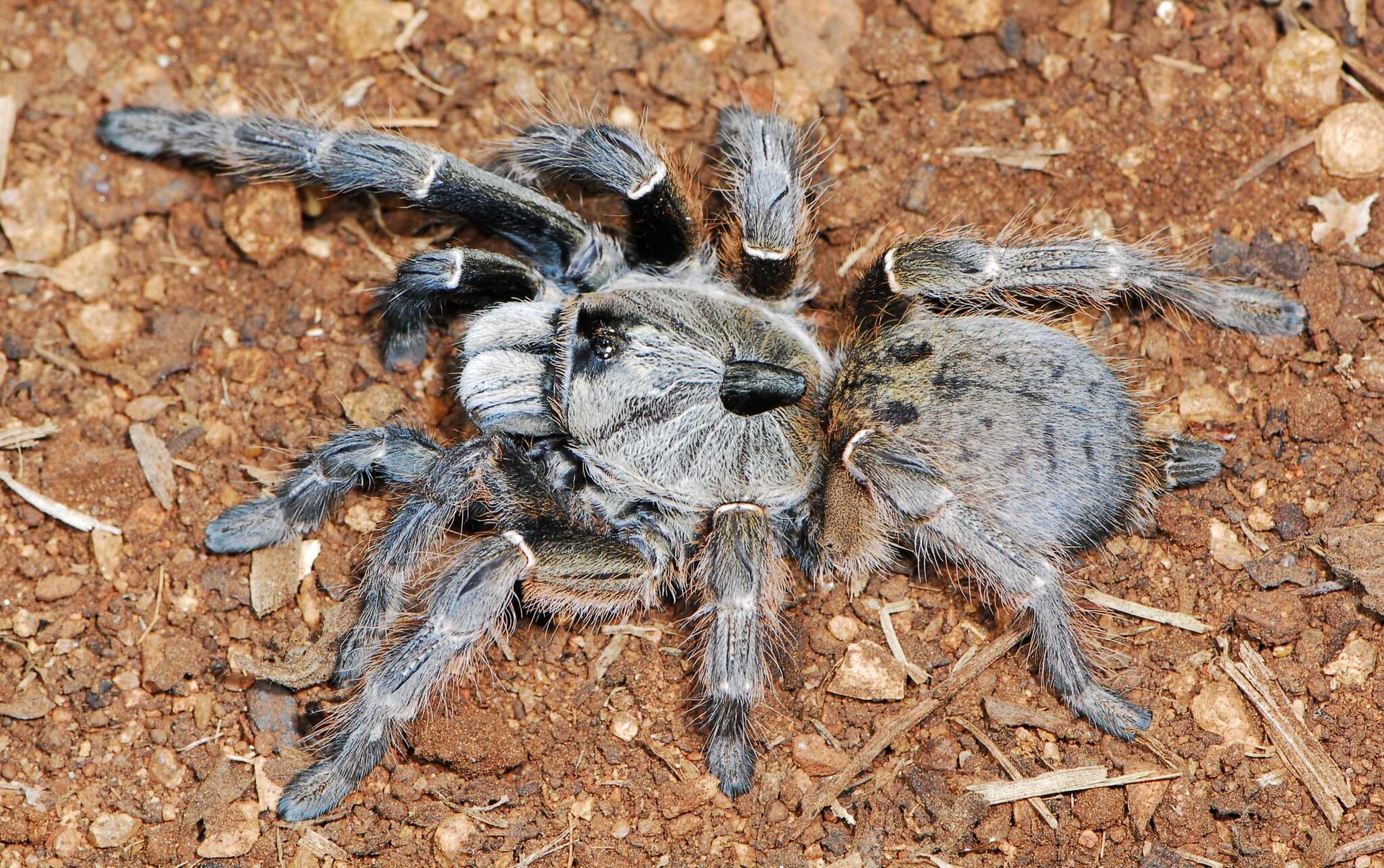 後角狒狒蛛（Ceratogyrus darlingi）
