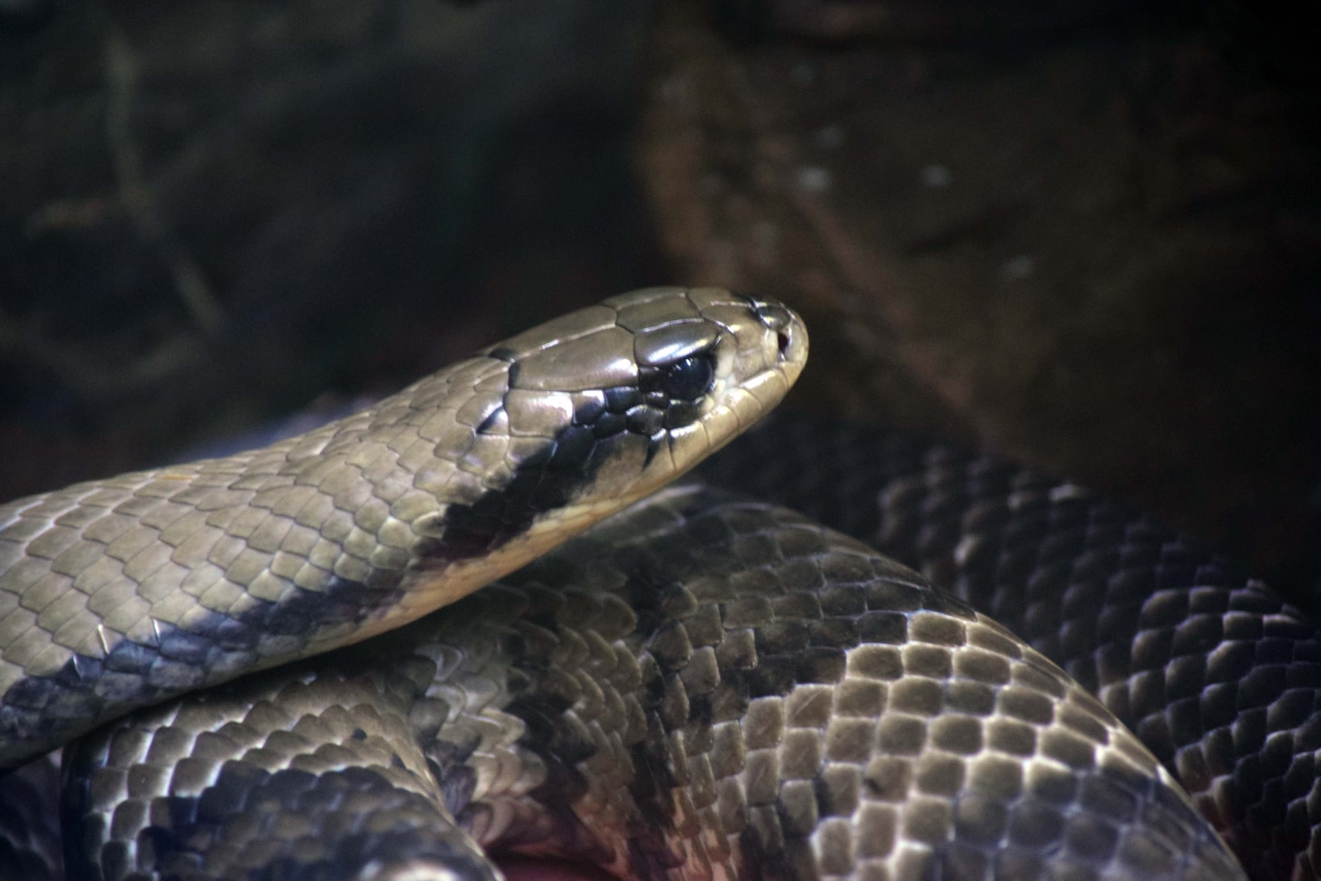 False Water Cobra