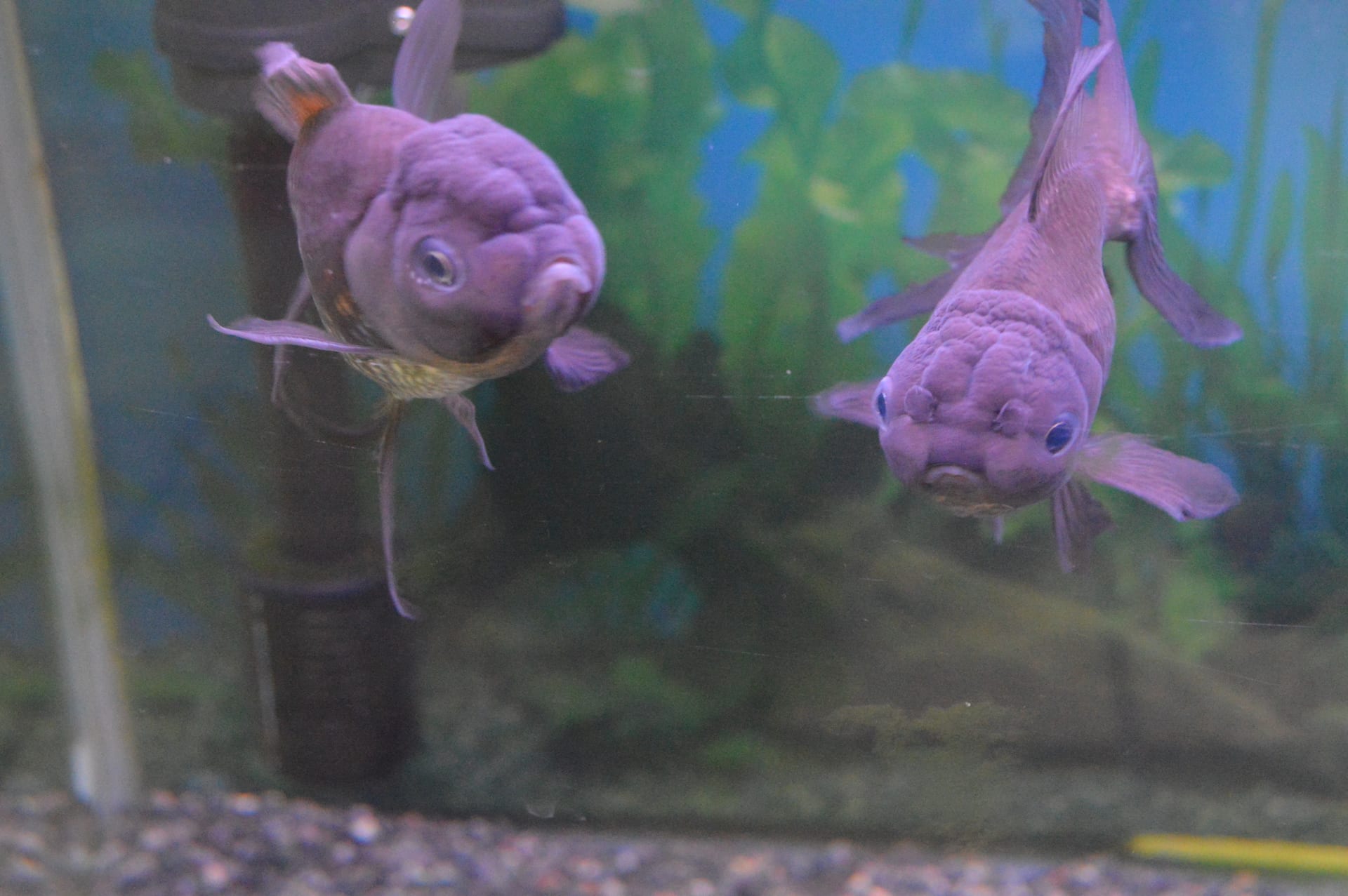 青文魚