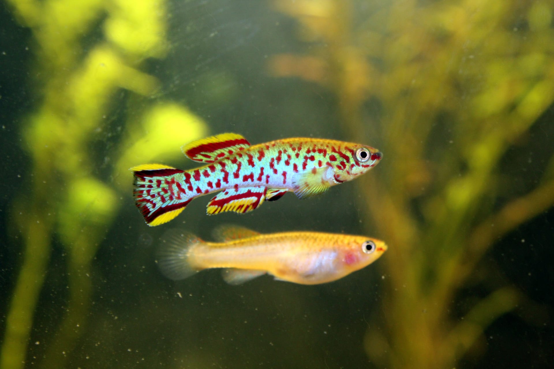 加氏鱂（Fundulopanchax gardneri）