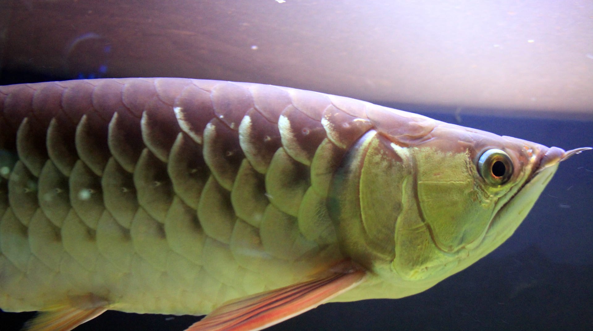 Asian arowana