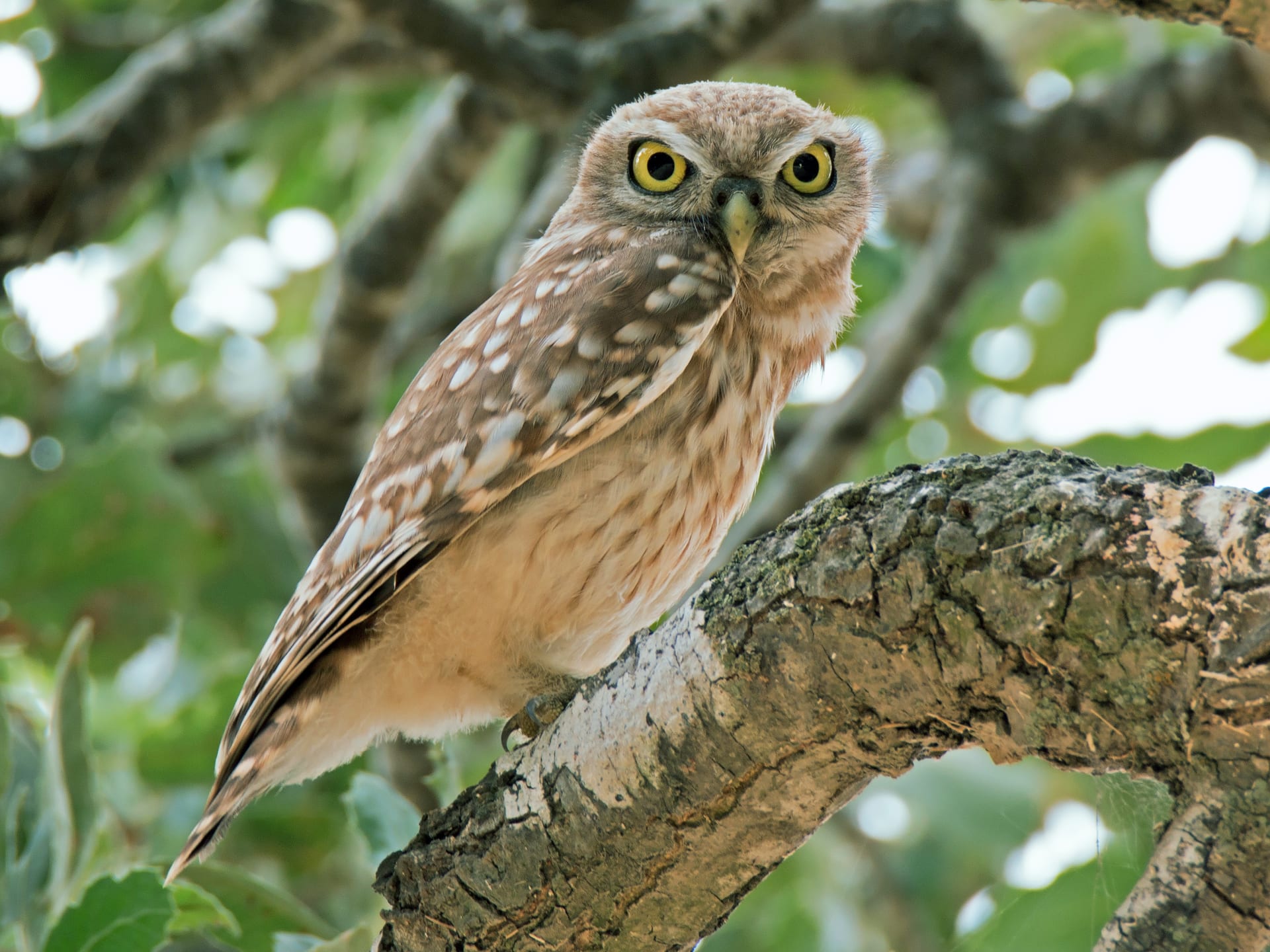 Little Owl