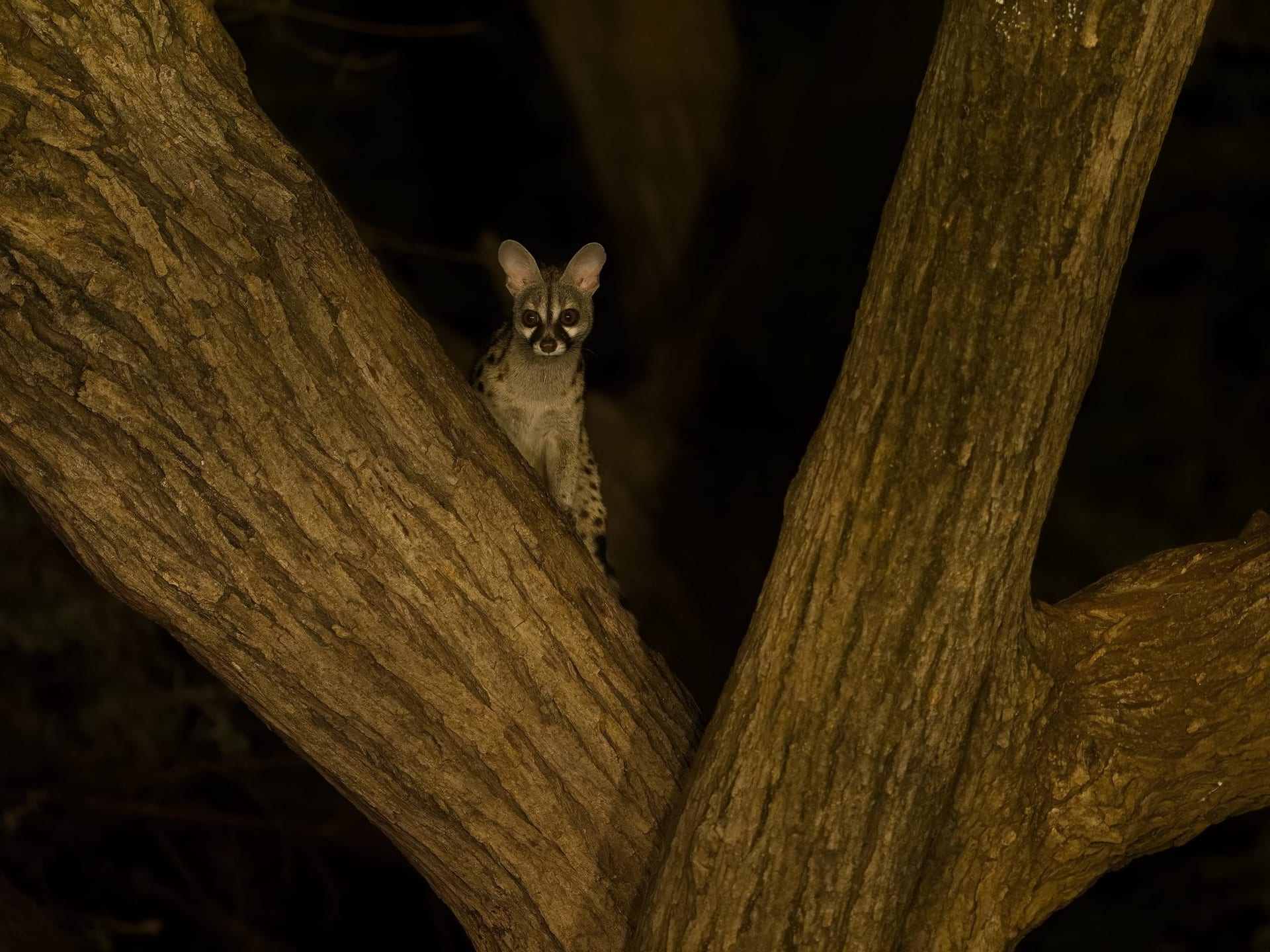 Common Genet