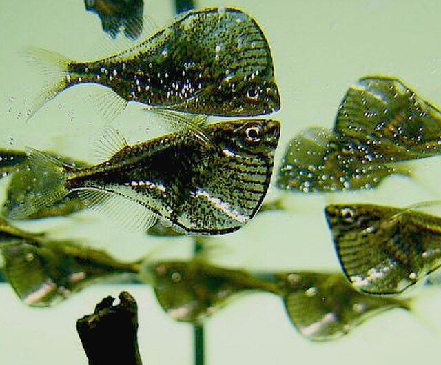 Hatchetfish