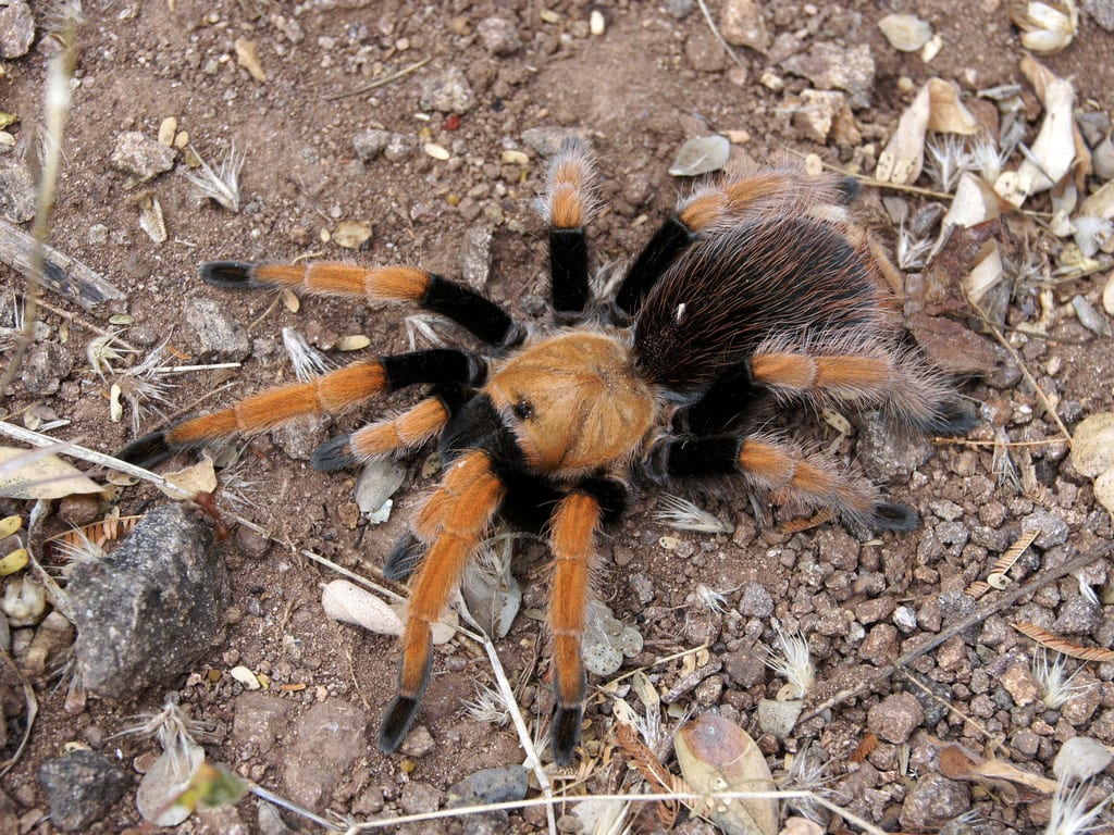 Mexican bloodleg