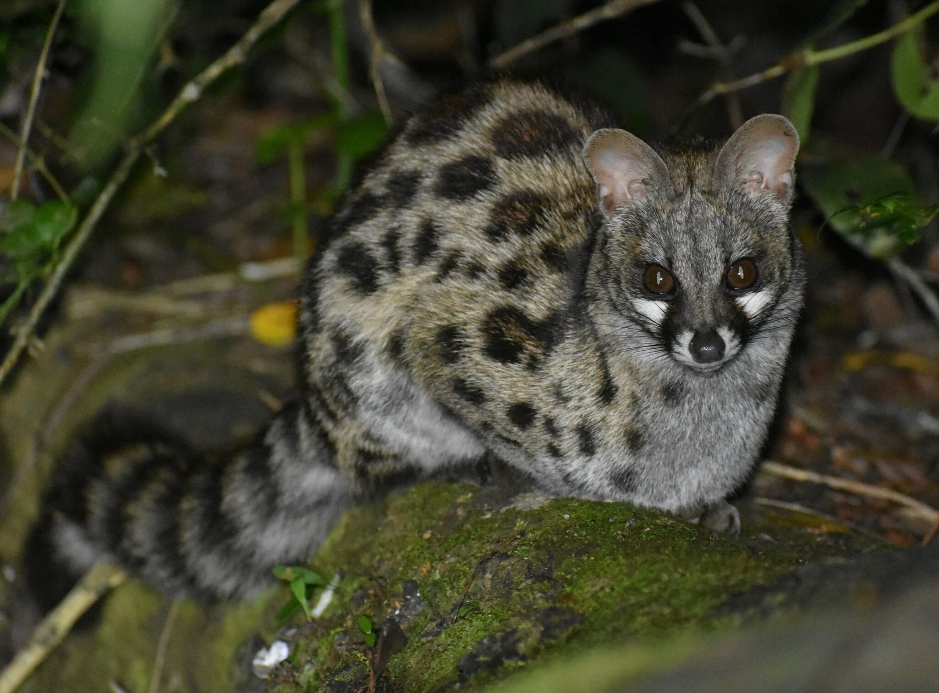 Cape Genet