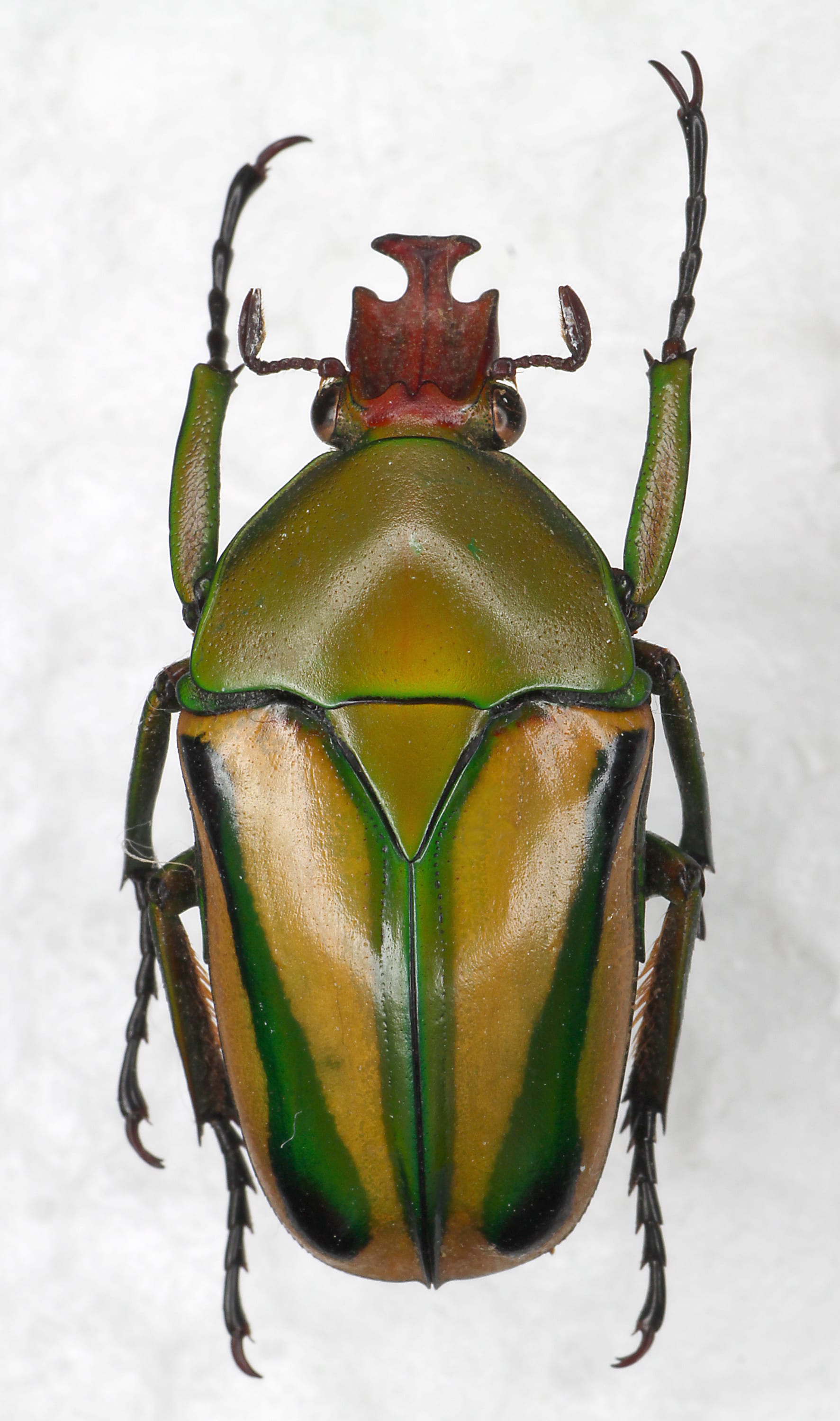 Gralli Flower Beetle