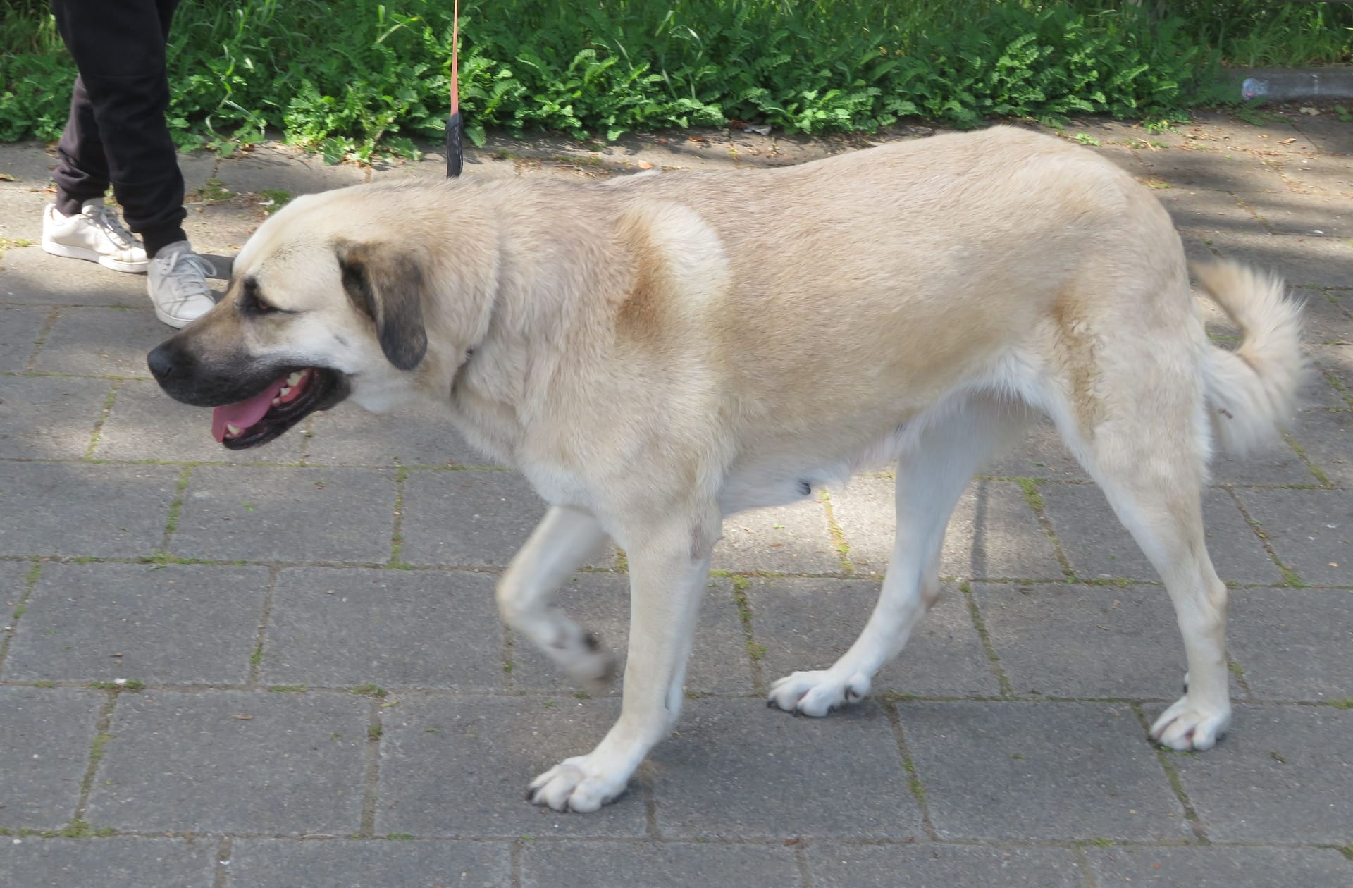 カンガルシェパードドッグ
