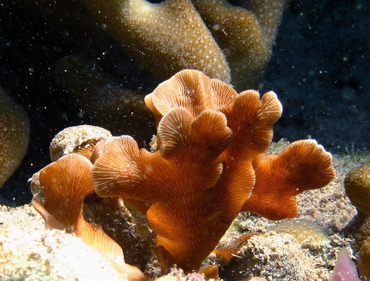 Cactus Coral