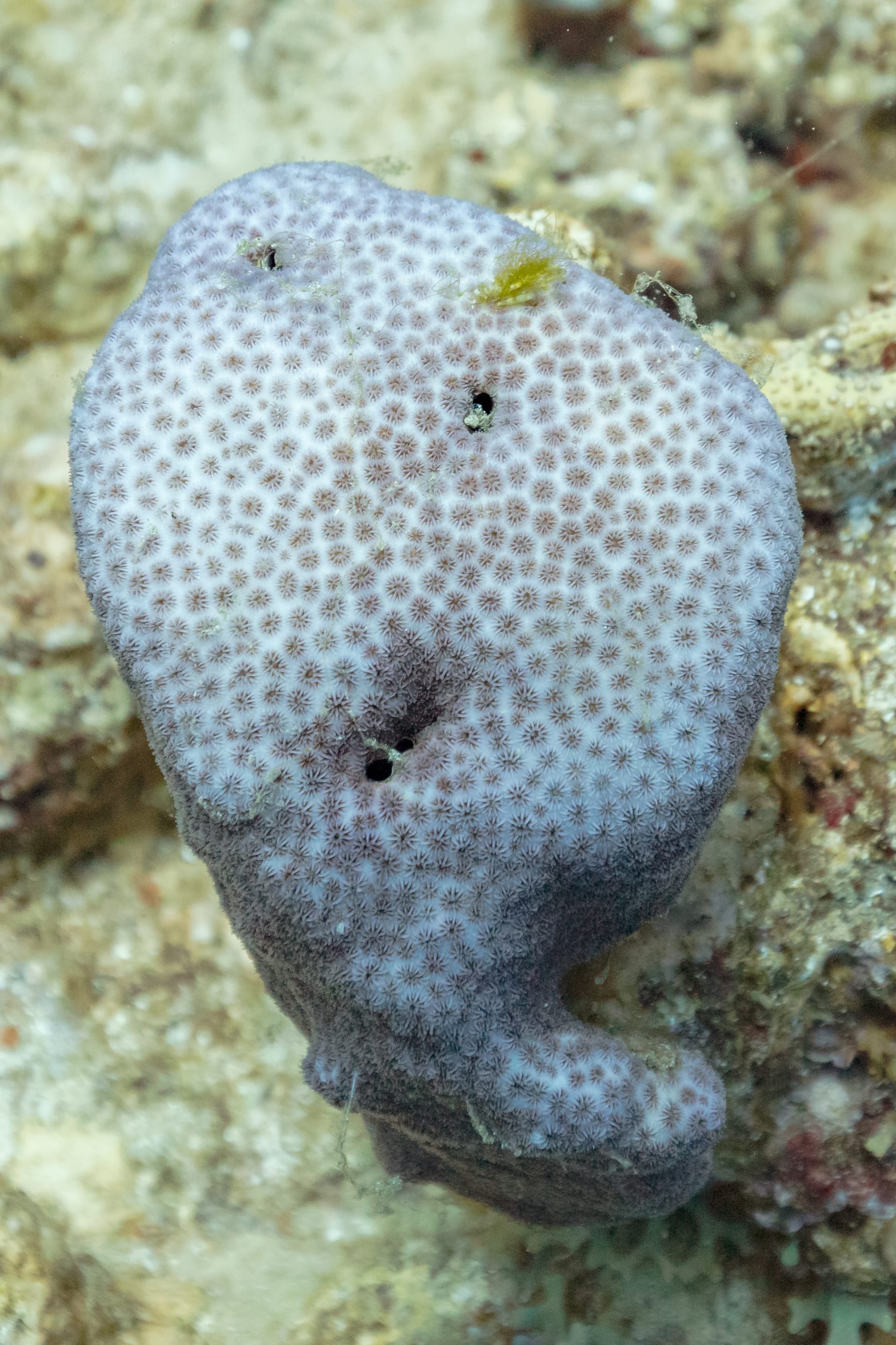 Dipsastraea Favus