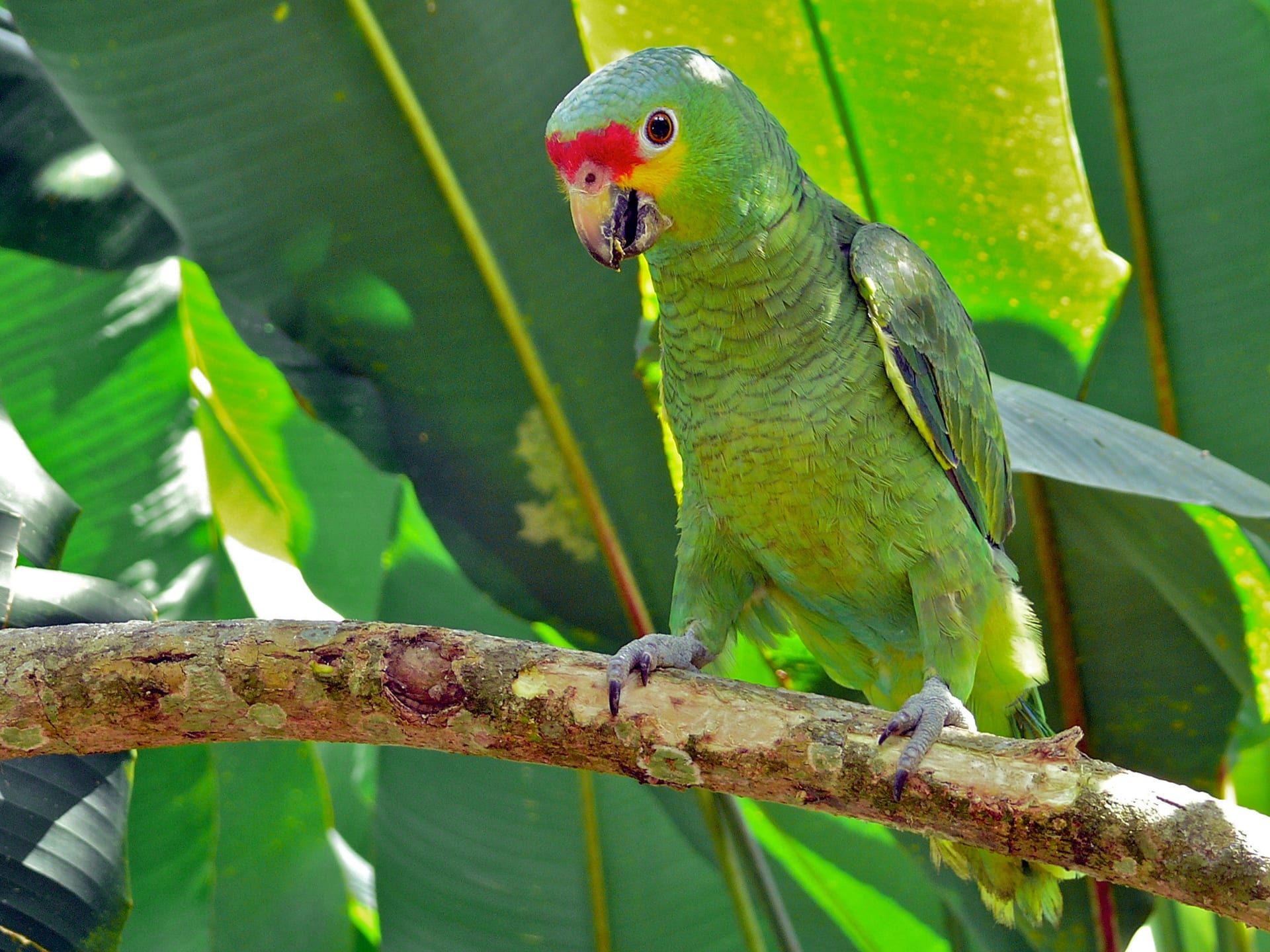 Red-lored Amazon